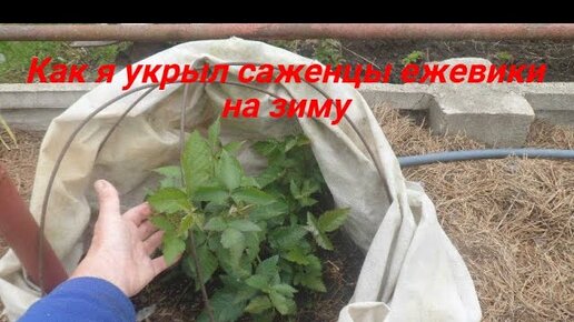 Как убрать ежевику на зиму