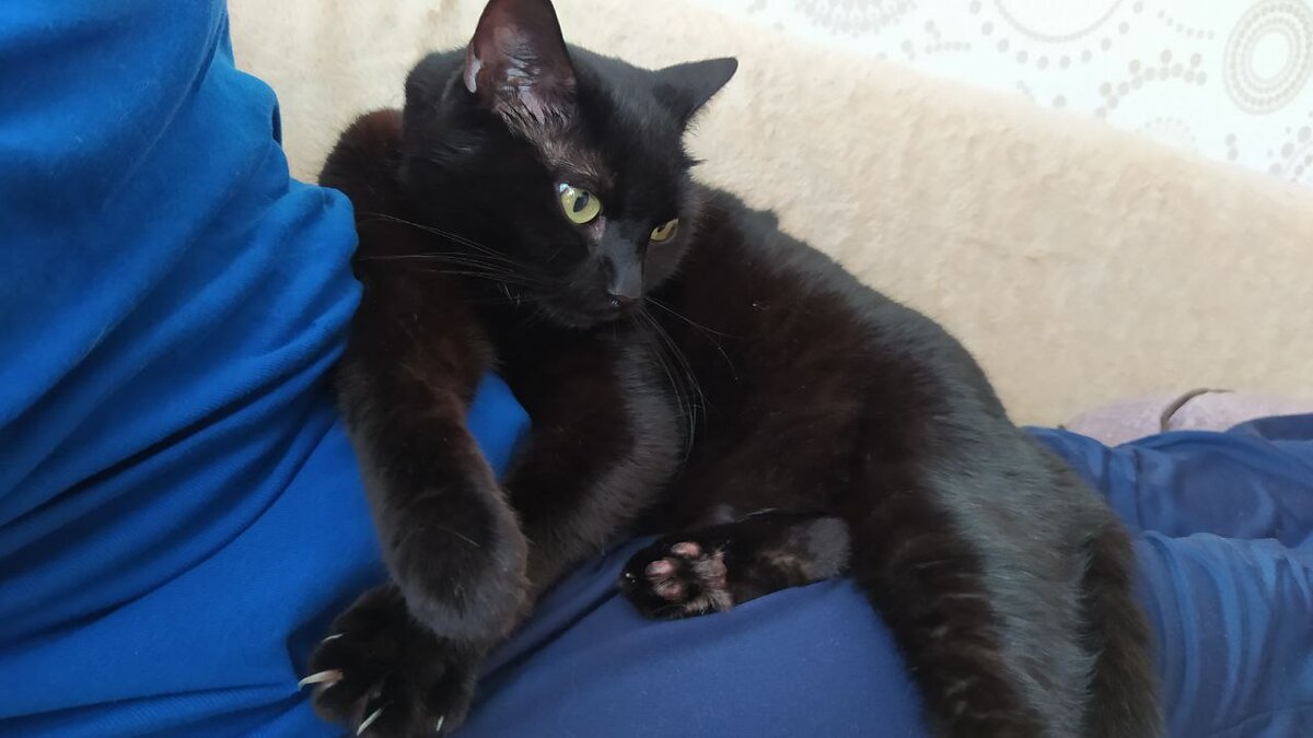 Трактовка снов кошек