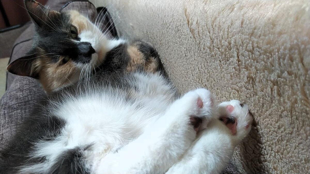 Сон о заботе