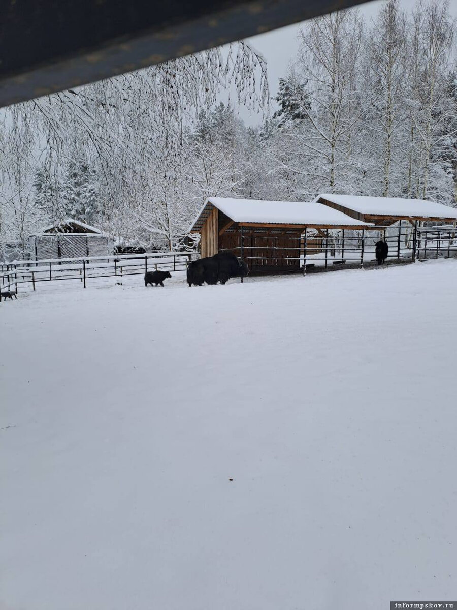 Как псковский «Зооград» переживает снегопад. Фото здесь и далее: предоставлены Андреем Голощаповым