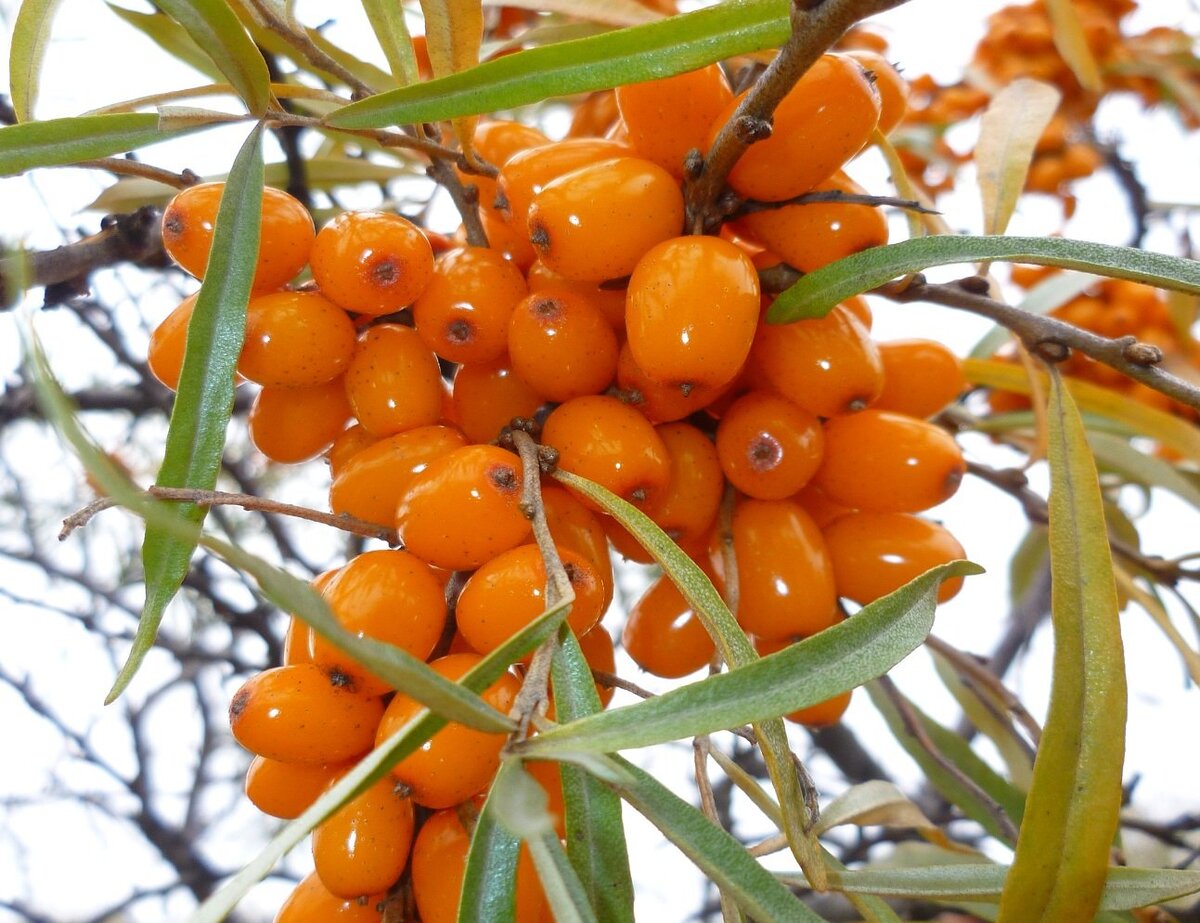 Фото из интернета 