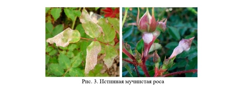 Мучнистая роса на розах фото и лечение