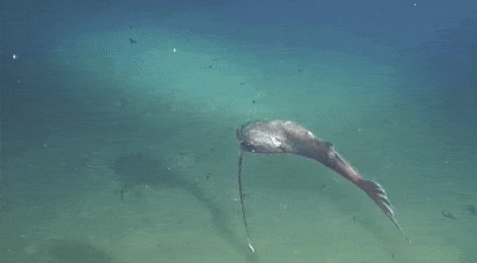   Andrew L. Stewart et al. / Journal of Fish Biology, 2023