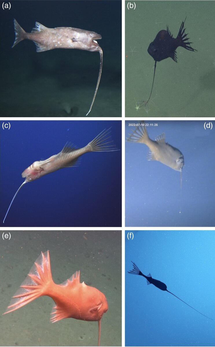   Andrew L. Stewart et al. / Journal of Fish Biology, 2023