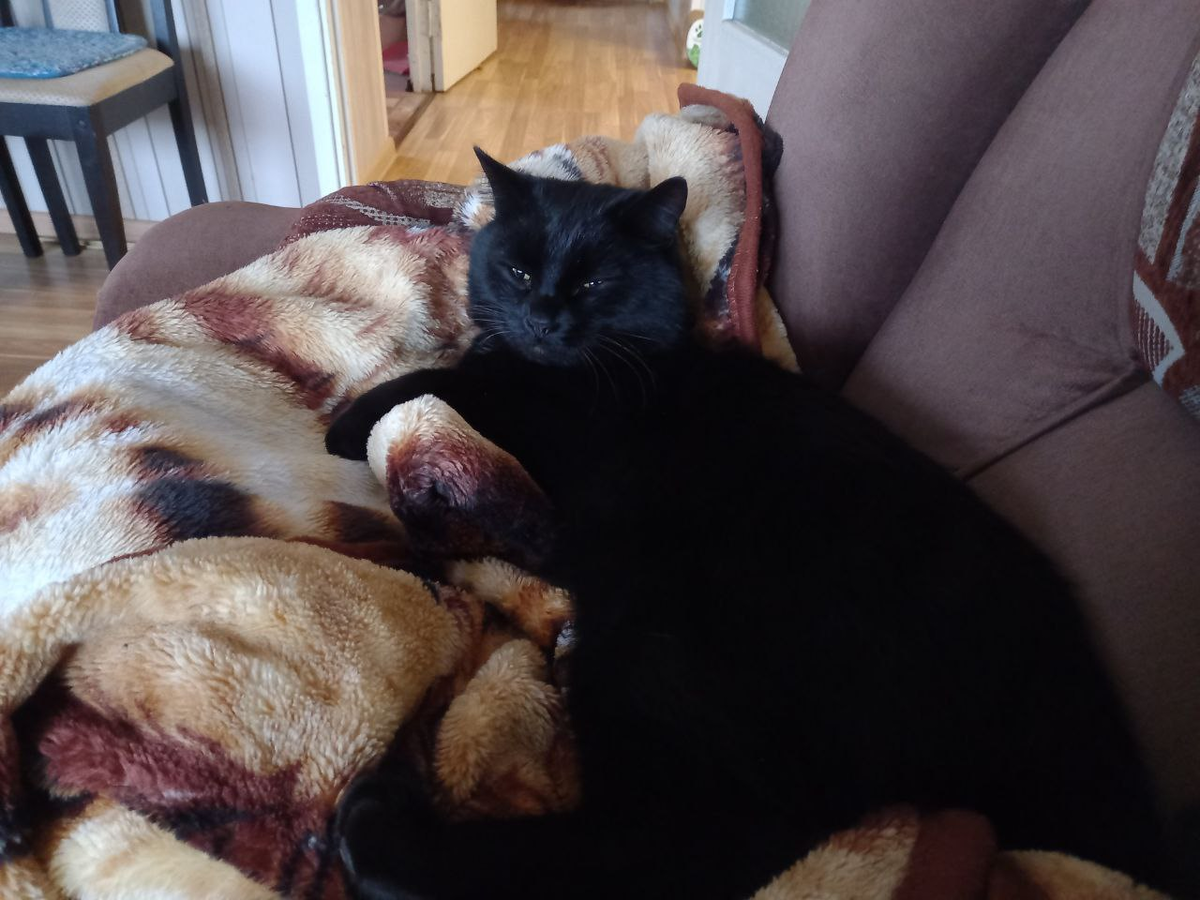 Кот Кусик. 5 лет.