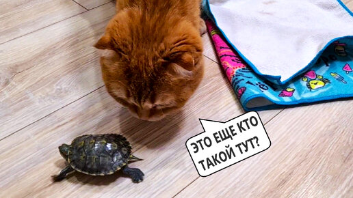 Кошки знакомятся с новым питомцем🐢 Смешные животные кот Персик кошка Фокси