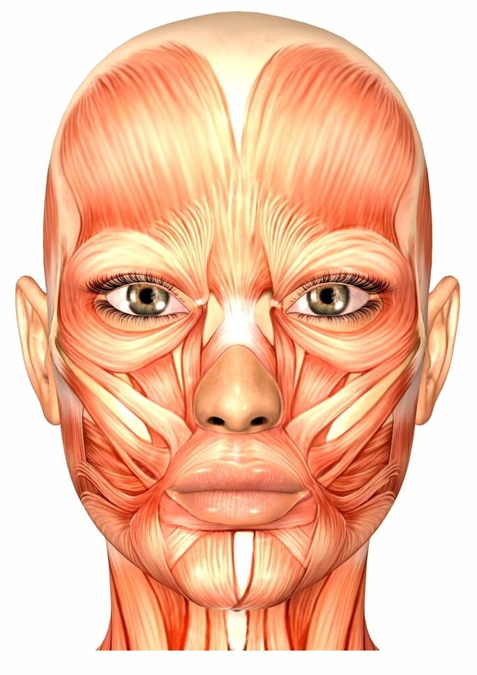 Схема работы мимических мышц лица