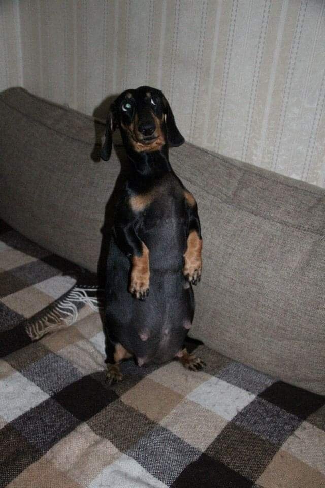 GK Ochey Ocharovanie