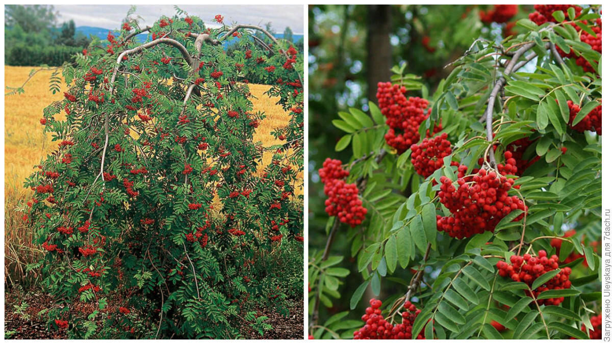 рябина обыкновенная sorbus aucuparia