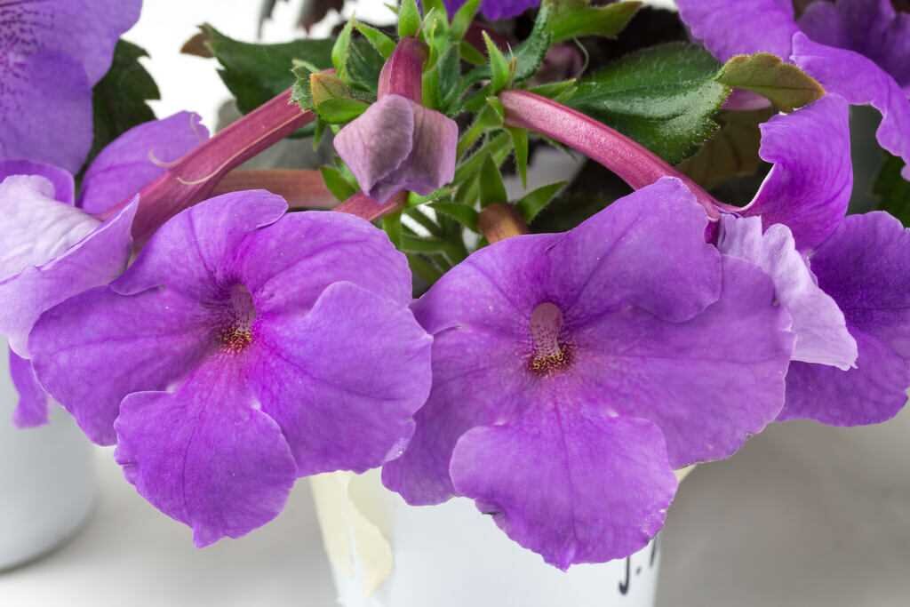 Achimenes longiflora