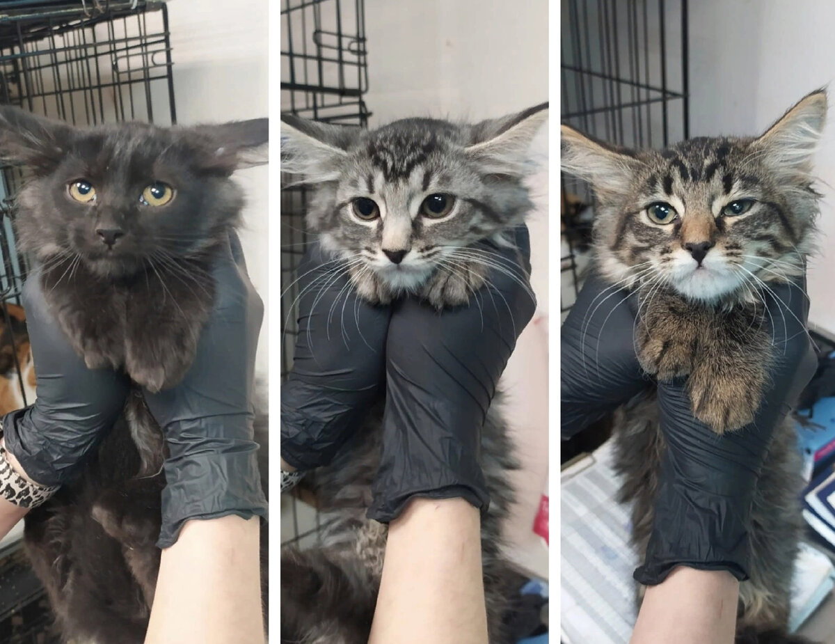 Гудрон, Шпаклевка, Штукатурка