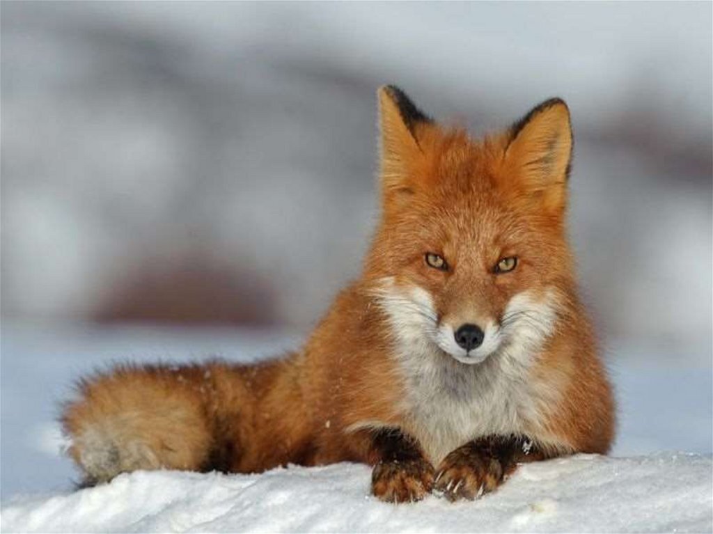 Лисица относится к семейству. Обыкновенная лисица (Vulpes Vulpes). Лисица обыкновенная Уральская. Лиса рыжая обыкновенная. Лиса Среднерусская.