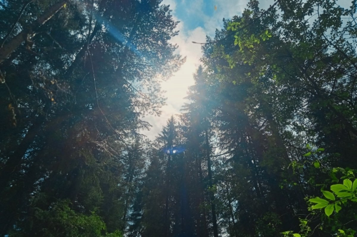    Женщина рассказала, как заблудилась в лесу Тверской области