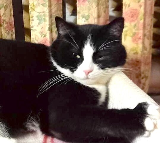 Моя кошечка