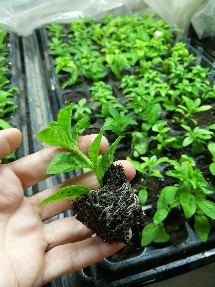 Корешки у петунии уже есть