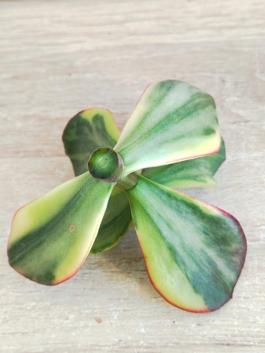 на фото свежесрезанный срез крассулы Арборесценс Блю Бёрд вариегата 