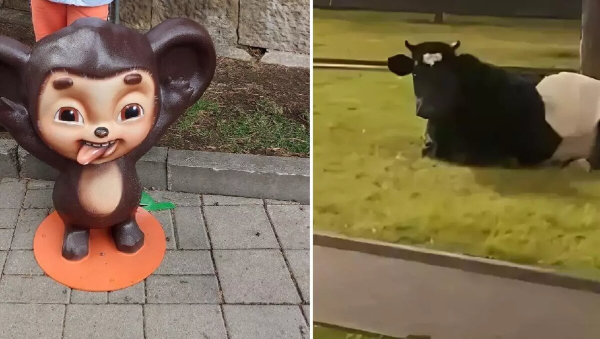     Мэр Кисловодска Евгений Моисеев продолжает борьбу с коровами на улицах города. Буренки-«нарушители» сегодня с удовольствием жевали газон у мемориала «Журавли». Силы неравны, поэтому местные власти попросили краевую Думу усилить ответственность за незаконный прогон и выпас скота.