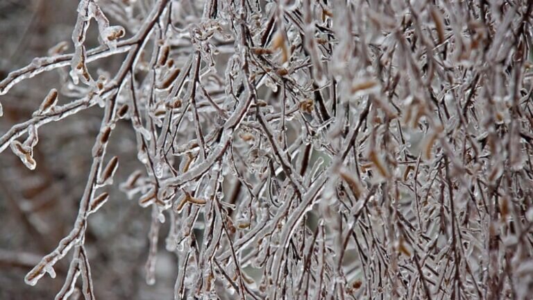    В ночь на 25 ноября в Оренбуржье ожидается мокрый снег, ледяной дождь и метель Кристина Просвиркина