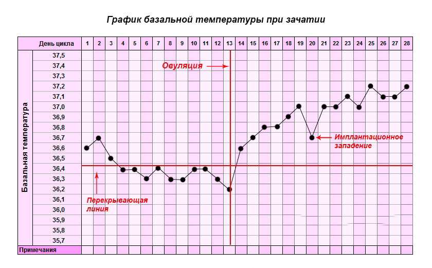 Что такое базальная температура? | Полезные статьи от клиники МАМА