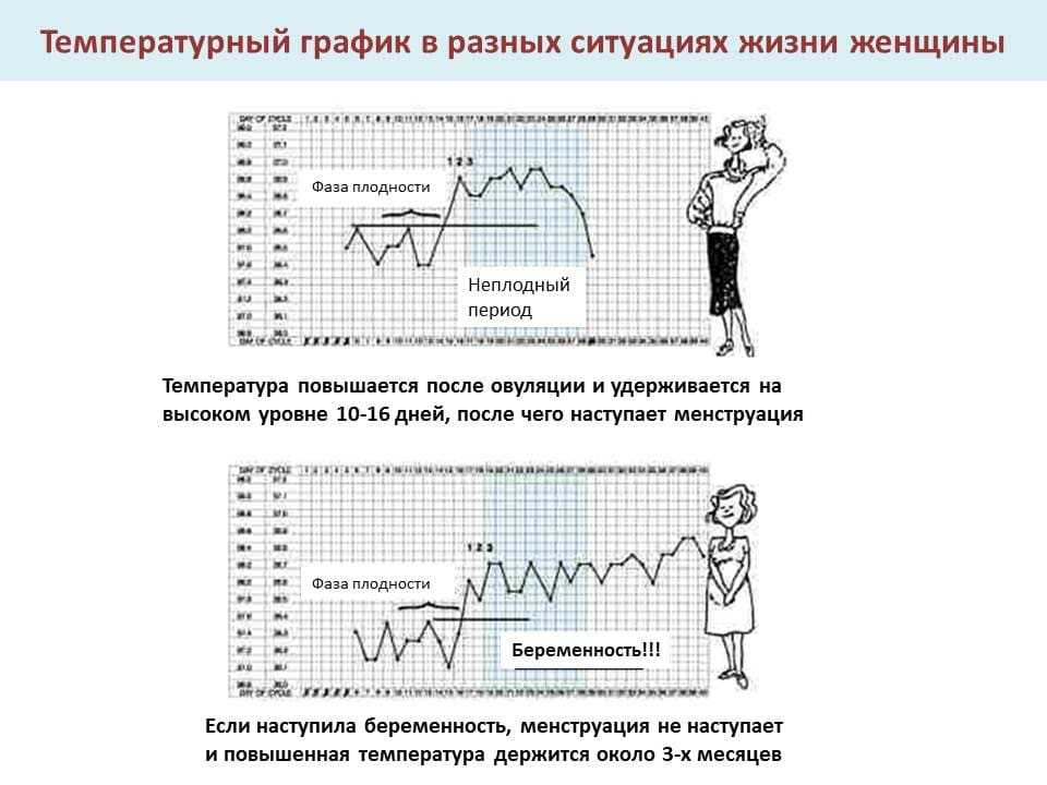 Определение базальной температуры. Что нужно знать?