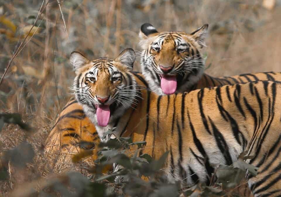 Фото: Tanya Tiwari/SWNS. Заповедник Umred Karhandla, Индия