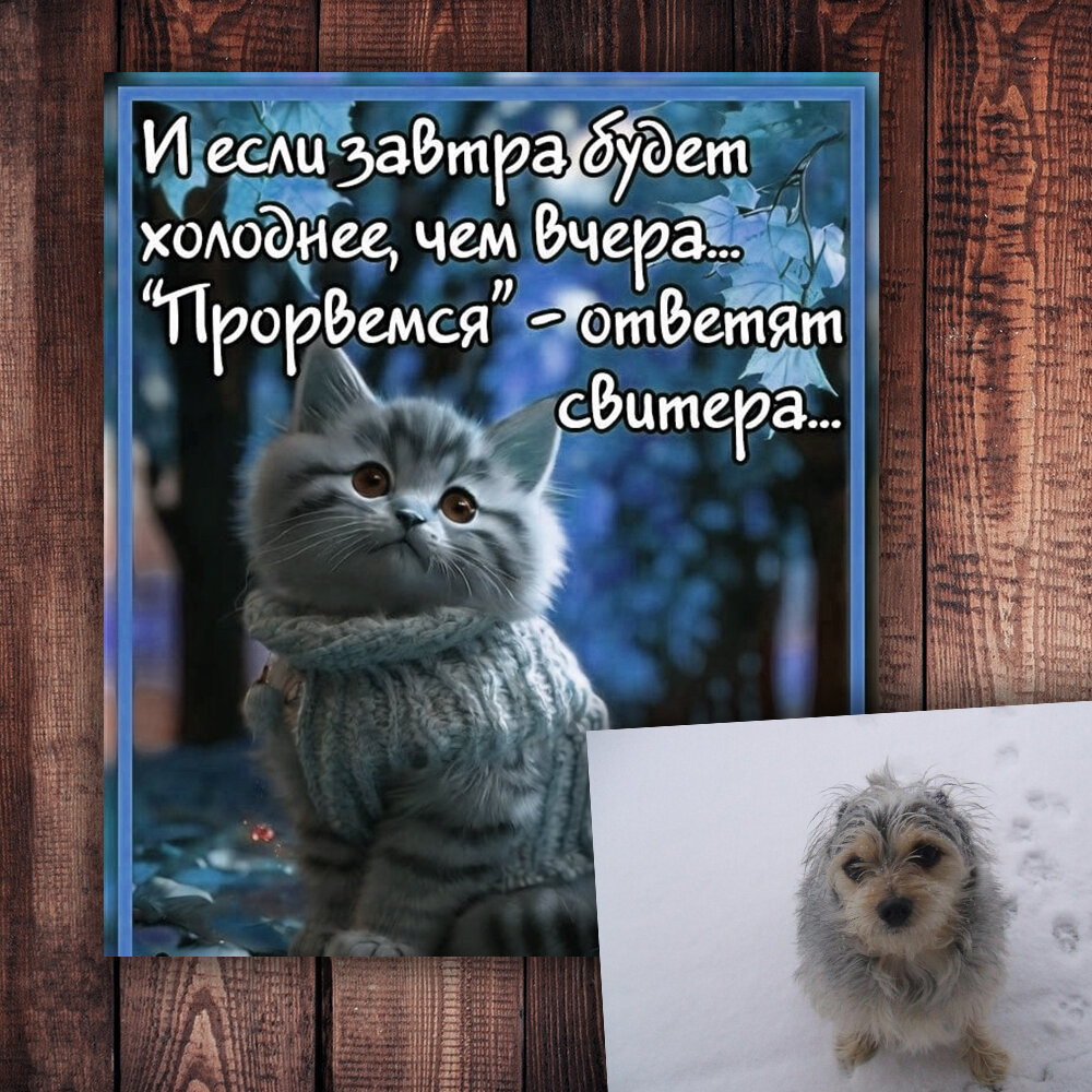 Кто такой цуцик и почему он