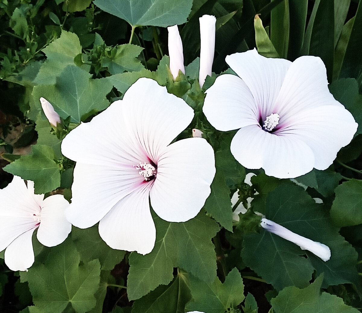 Ф.ото автора канала