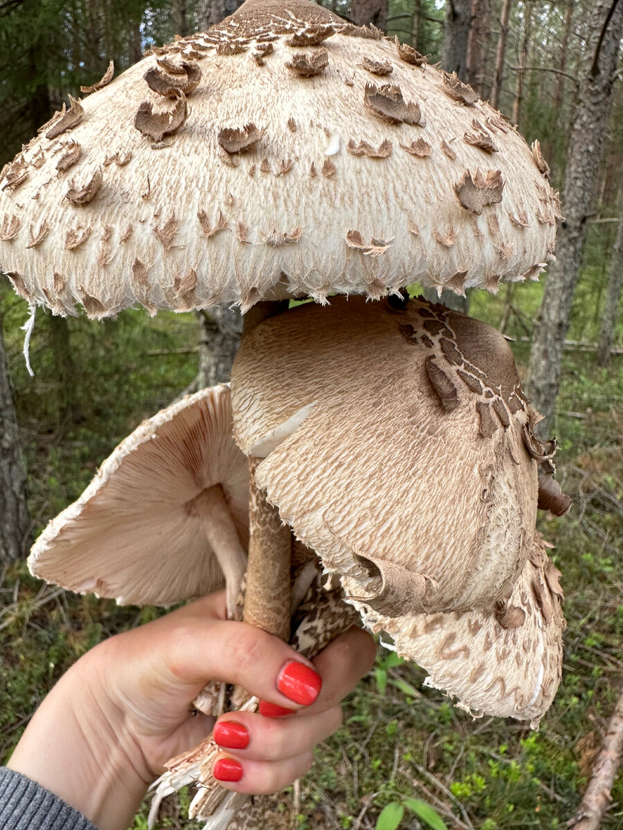 Гриб-зонтик высокий (Macrolepiota procera)