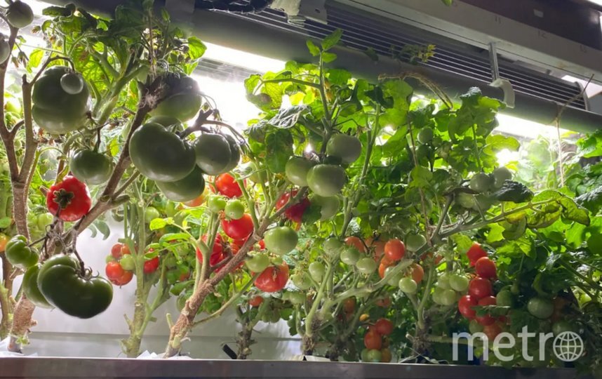    Так выращивают помидоры в Антарктиде.ААНИИ