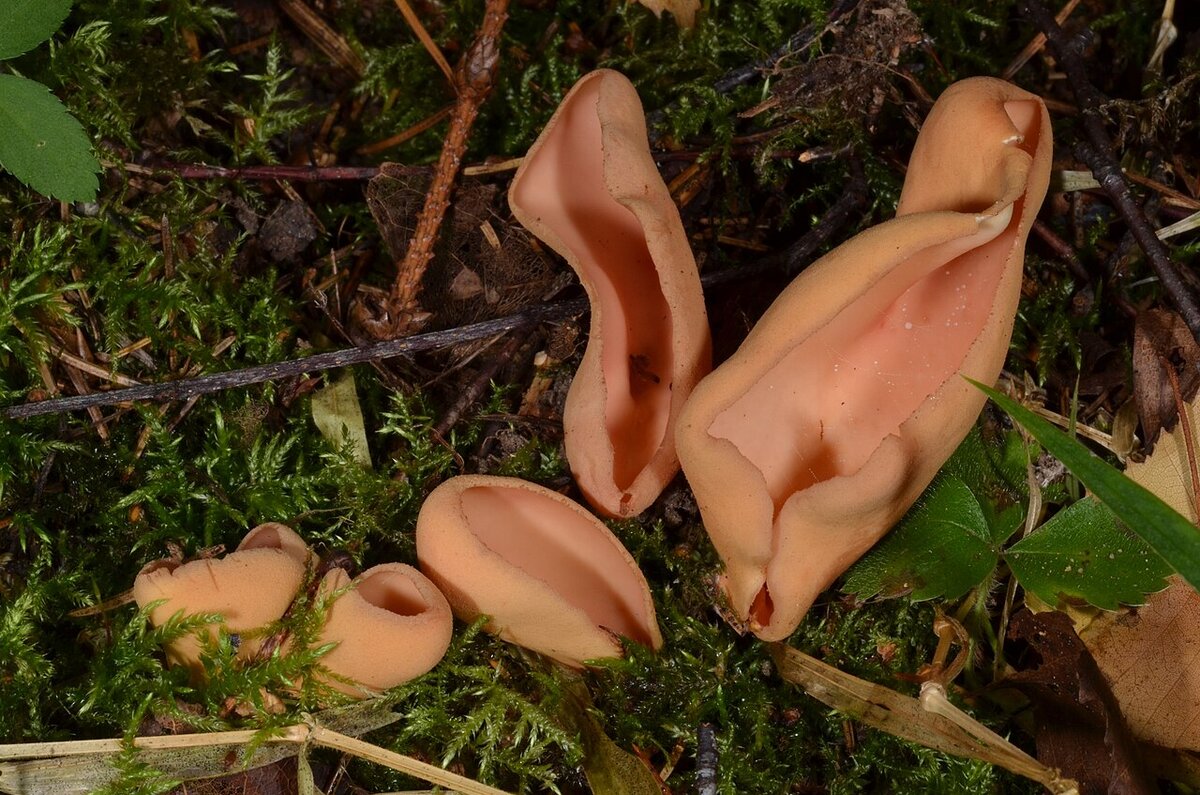заячье ухо (Otidea onotica) Евгений Попов - https://www.inaturalist.org/photos/25836384