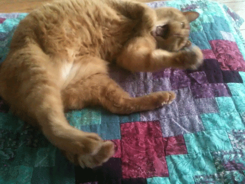 Ну, а это – исключительно чтобы вы не думали, что судороги бывают только у собак. / Картинка с просторов.