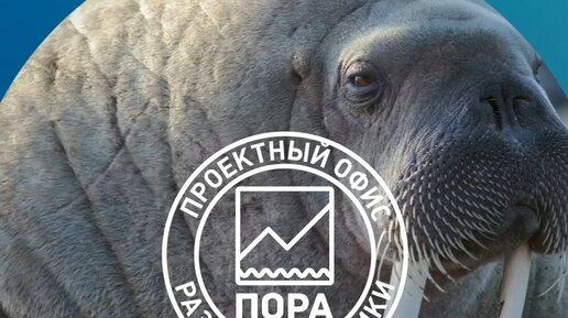 Проектный офис развития Арктики | 24 ноября — День моржа. Рассказываем ...