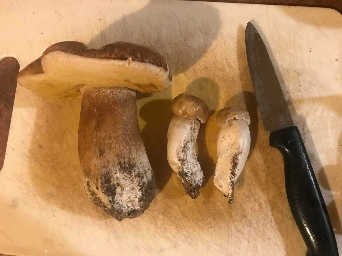 Вот такой улов бывает практически каждую осень. Хотя помню, что пару лет грибов не было вообще из-за засухи (2017 и 2018 годы, кажется)