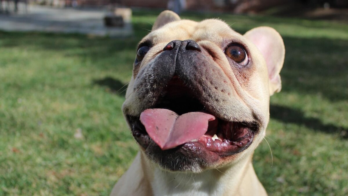    Реакция ветеринара на коллегу, который привил бульдога прививкой для крупно-рогатого скота© Unsplash / May Gauthier