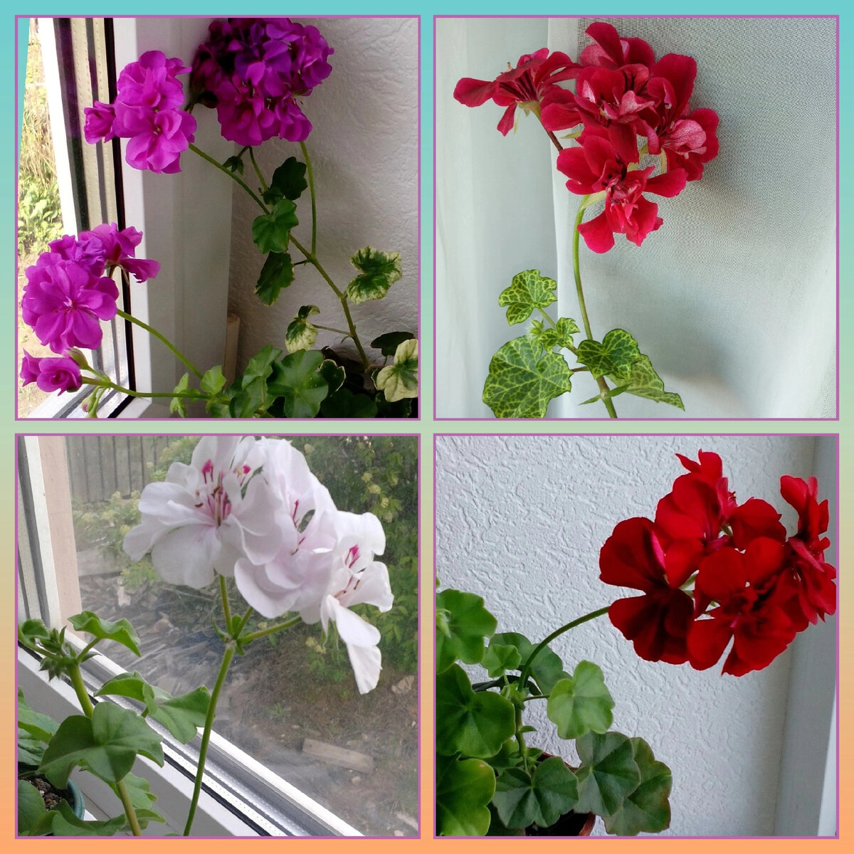 Плющелистная пеларгония. Сорта, которые остались в моей коллекции