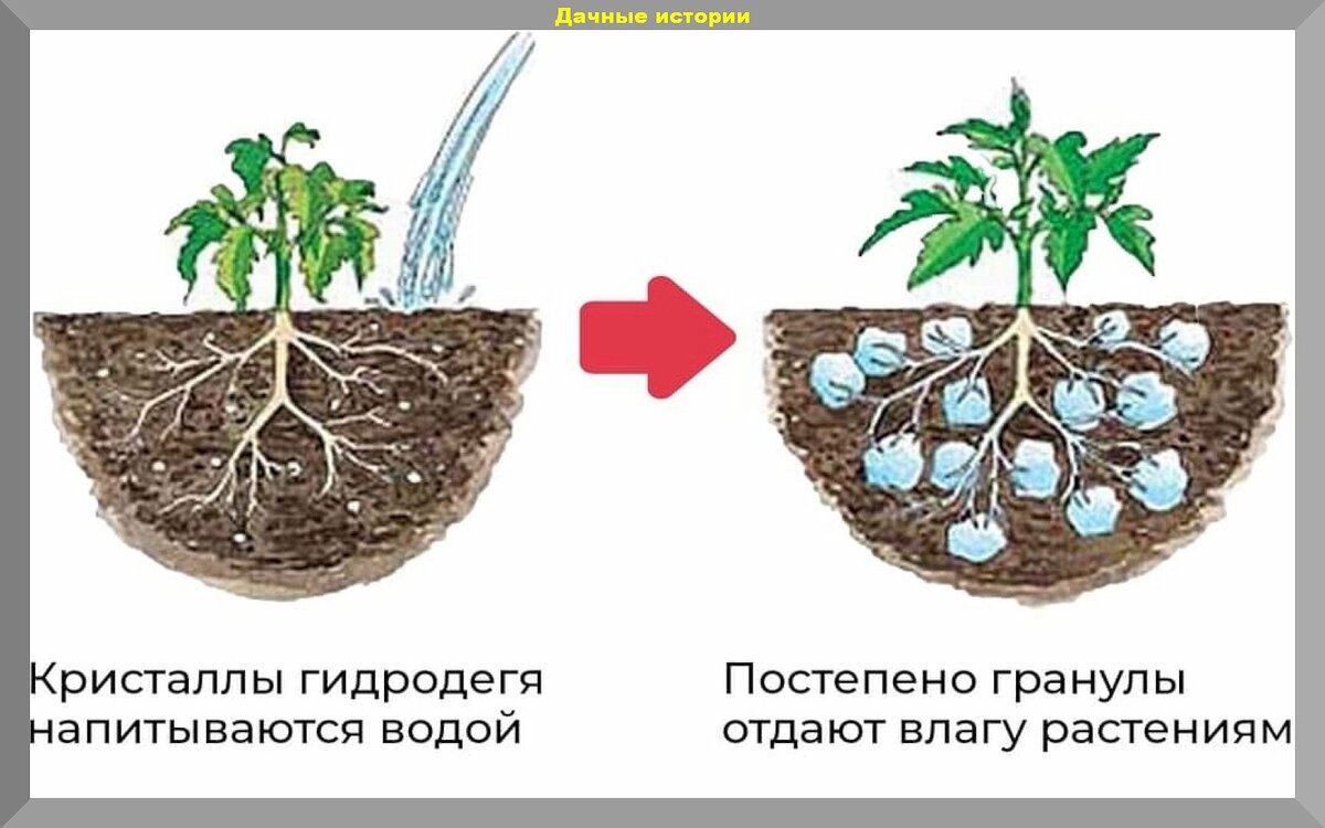 https://vk.com/photo-159774511_457263439. Как нужно использовать гидрогель для растений и цветов