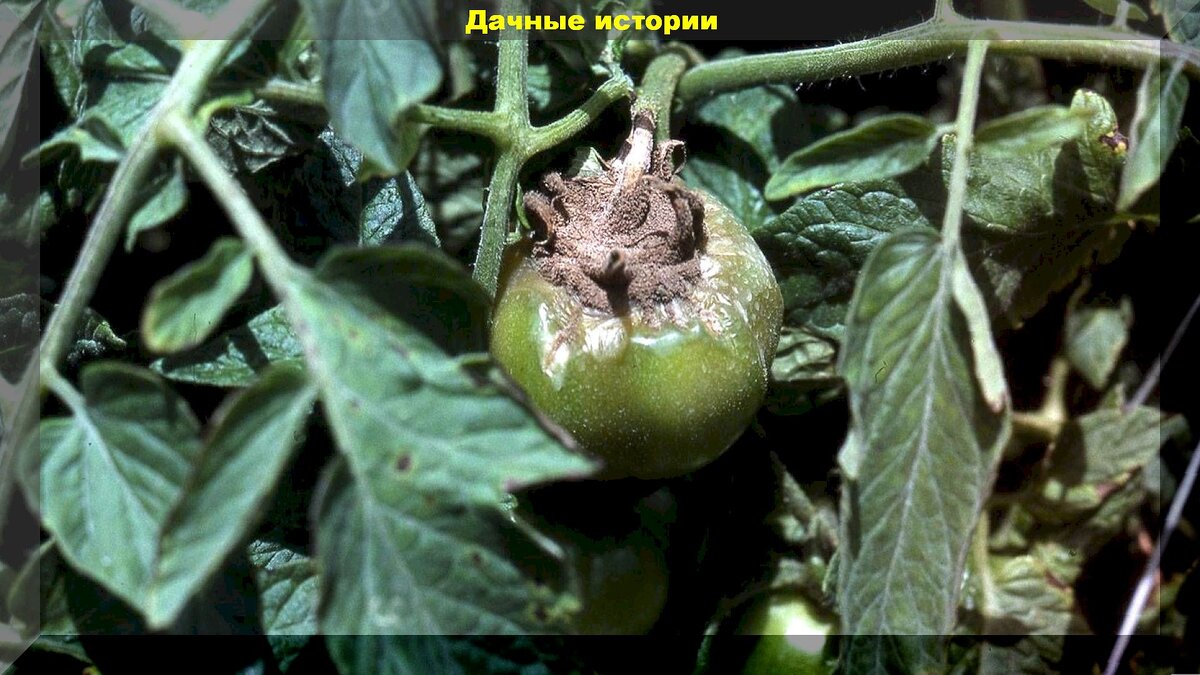 https://vk.com/photo-159774511_457263441. Серая гниль на томатах