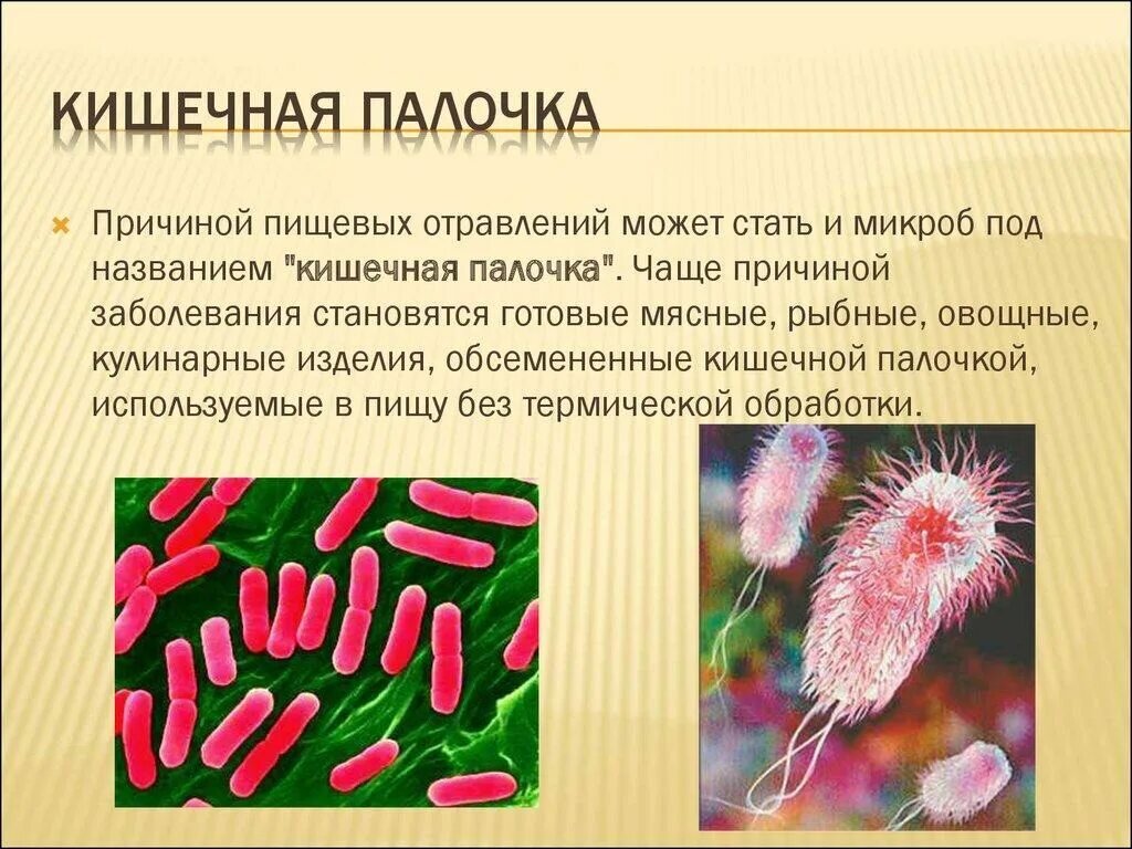 Бактерии паразиты вызывают заболевания. Санитарно-показательные микроорганизмы кишечная палочка. Кишечная палочка вид размножения. Роль кишечной палочки как санитарно-показательного микроорганизма. Болезнетворные бактерии кишечная палочка.