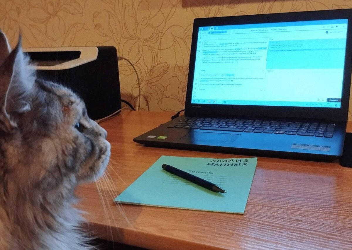 Кот-аналитик для привлечения внимания)