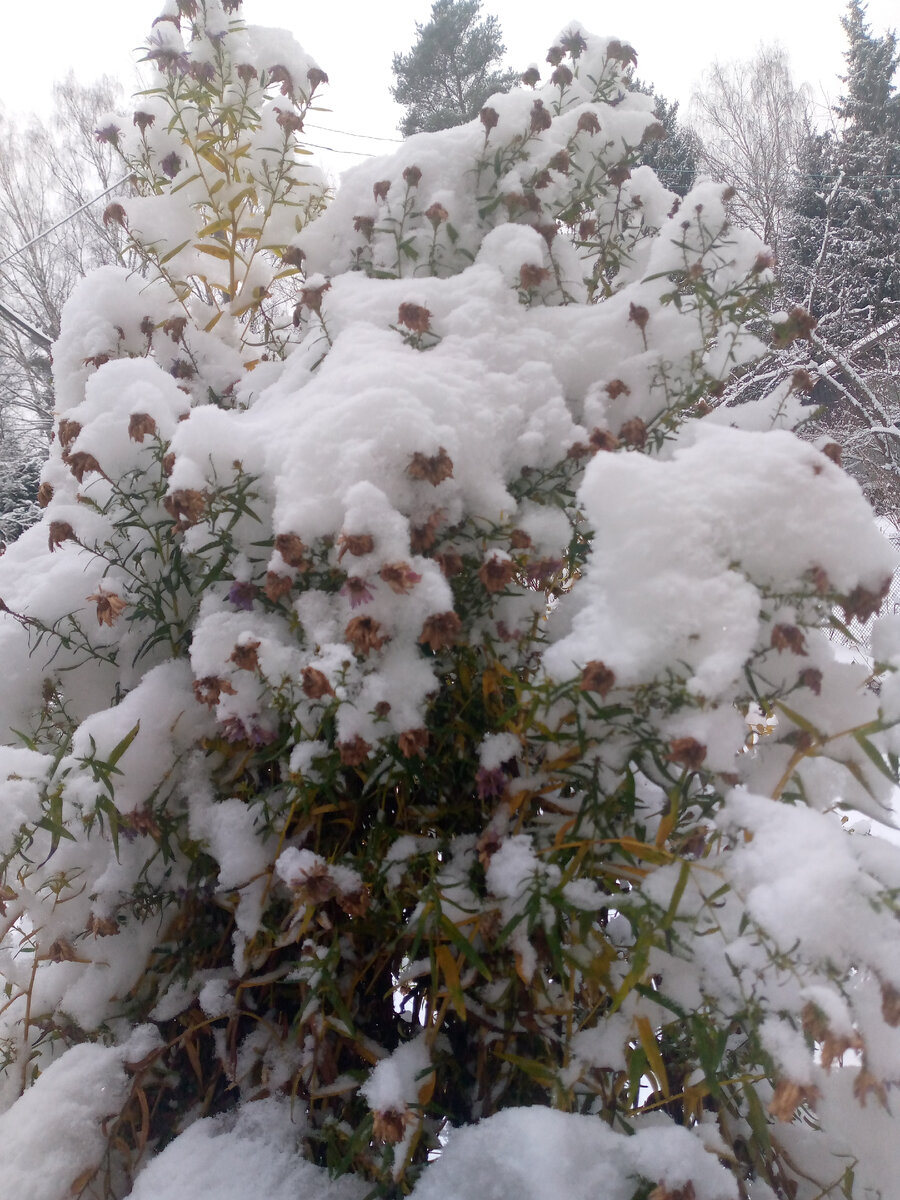 Настоящий снег.