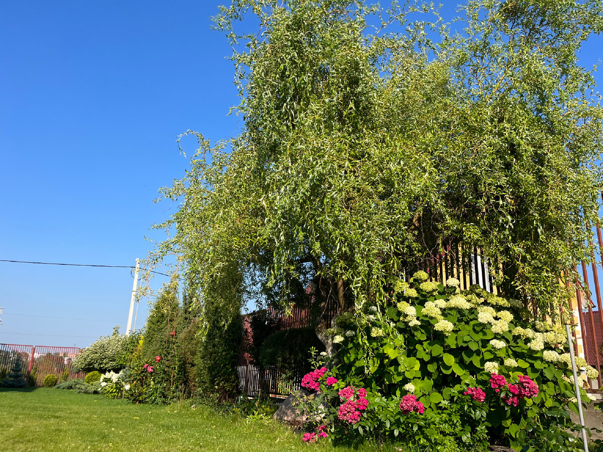 Самая большая ива в саду МАТСУДАНА | Екатерина Ко и Цветущий САД | Дзен