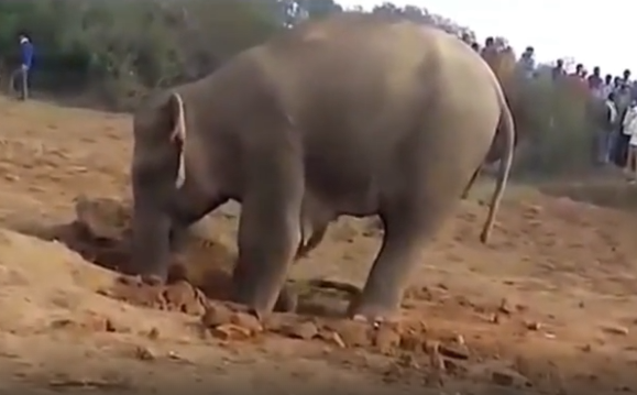 Освобождение слонихи