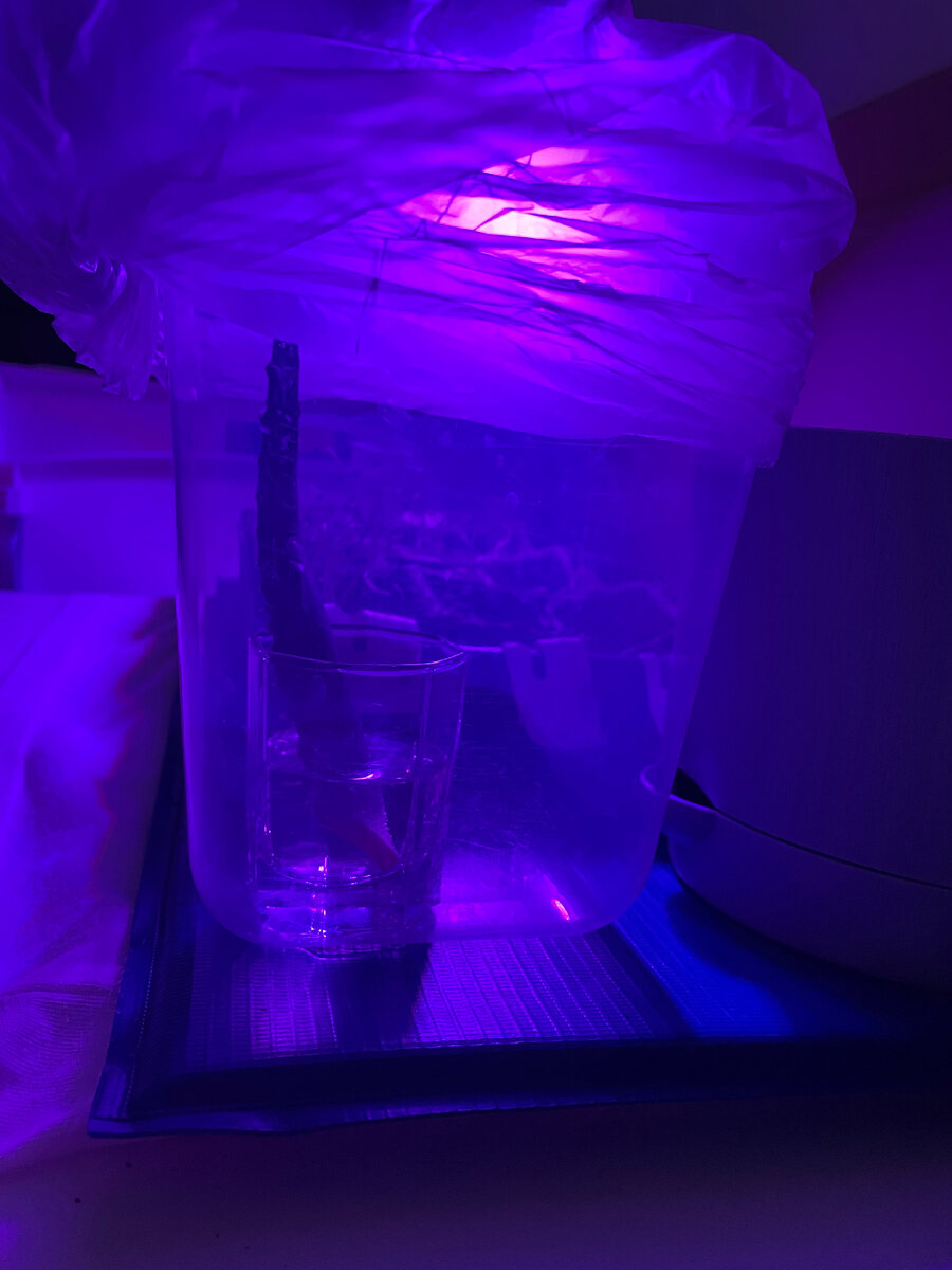 Алое в парнике