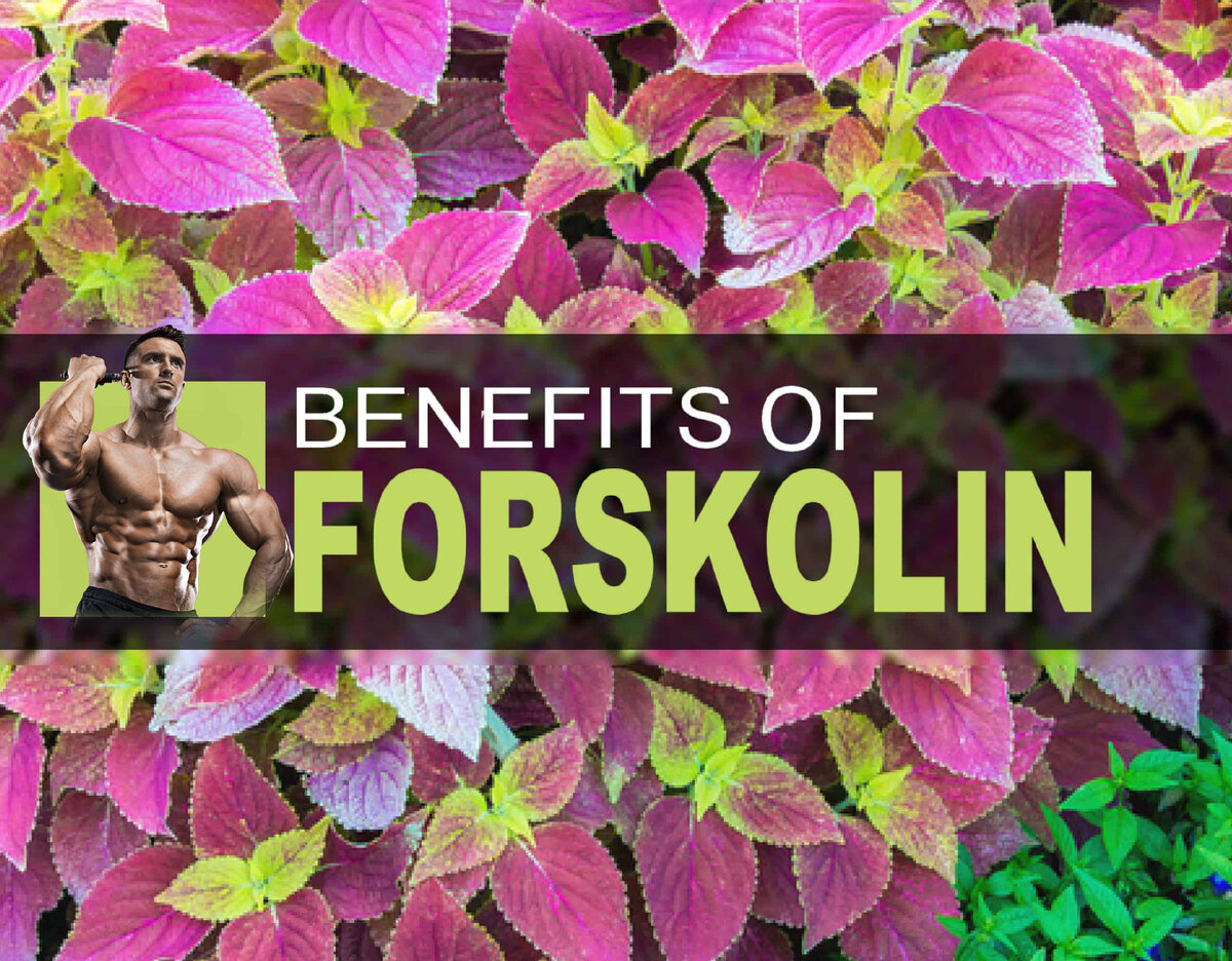 Форсколин колеус Forskohlii