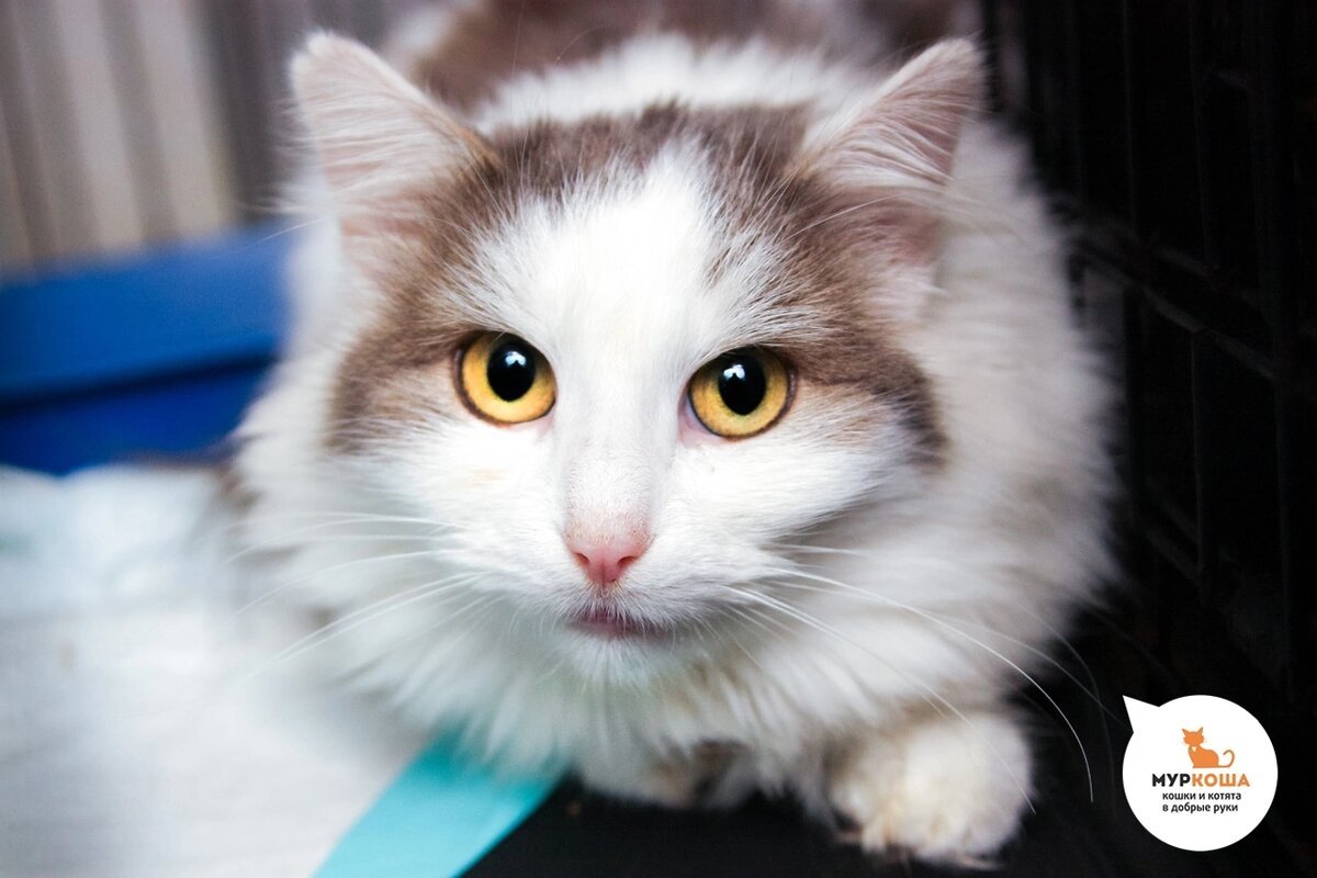 Княженику нашли на даче.