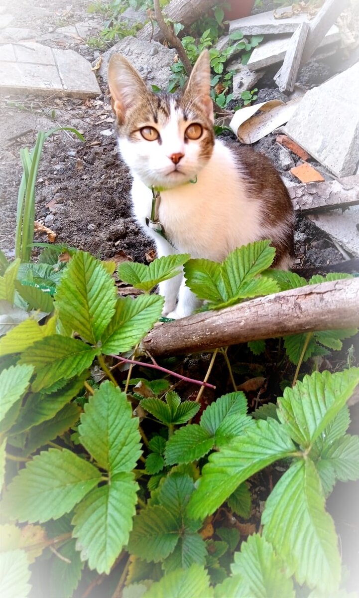 Установление концентрации