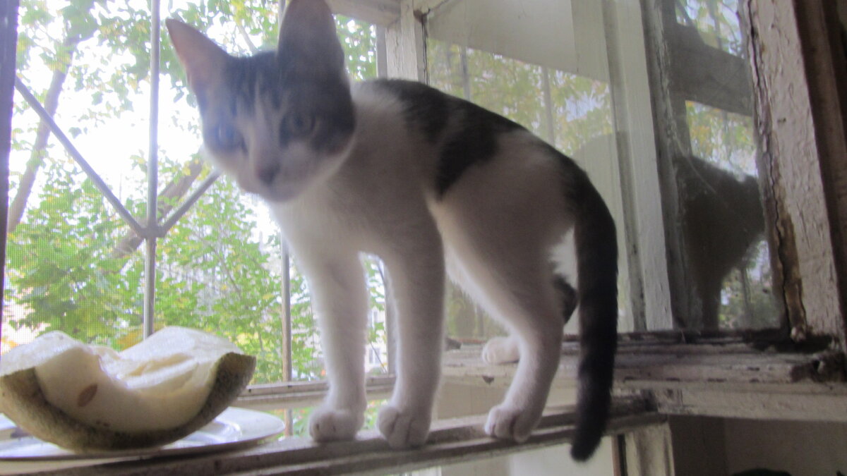 Применение тетрациклина в ветеринарии