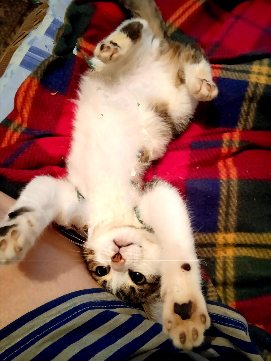 Безопасные методы лечения кота