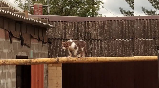 Вот он кусака