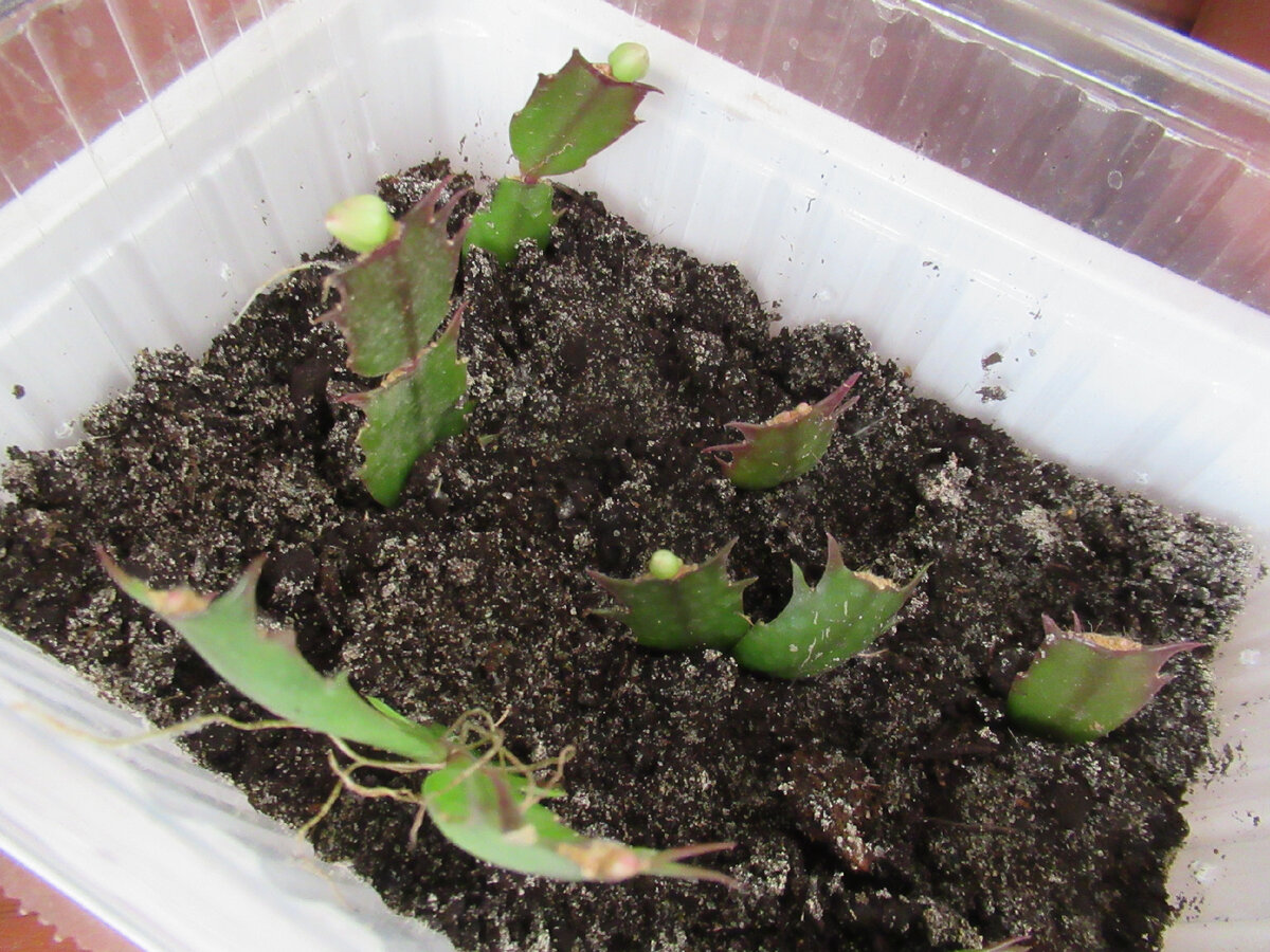 Эти черенки хорошо прижились, и выпустили не только новые сегменты, но и бутон